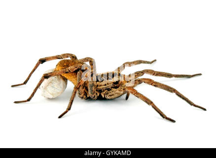 Tarantula (Lycosa spec.), mit Cocoon am opisthosoma Stockfoto