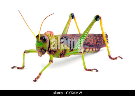 Riesige Grasshopper (Tropidacris collaris), Cut-out Stockfoto