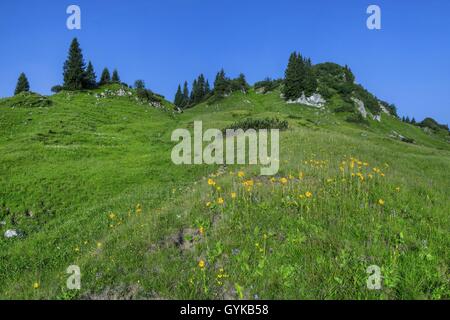 Europäischen Arnika (Arnica montana), Alm auf einer Alp mit blühenden Arnika, Österreich, Tirol, Region Hahnenkamm Stockfoto