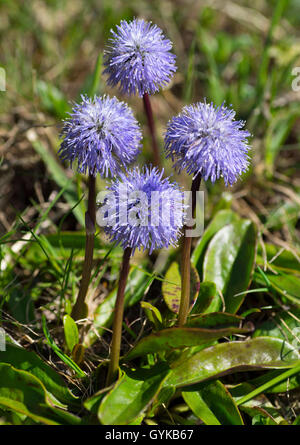 Globus Daisy (Globularia nudicaulis), blühende, Österreich, Tirol, Hahntennjoch Stockfoto