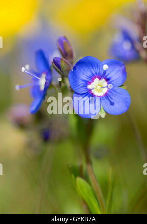 Rock Ehrenpreis (Veronica fruticans), Blumen, Österreich, Tirol, Hahntennjoch Stockfoto