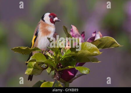 Eurasischen Stieglitz (Carduelis carduelis), männlich auf Magnolia sitzt, Vogel des Jahres 2016, Deutschland, Schleswig-Holstein Stockfoto