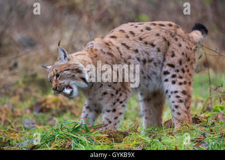 Northern Luchs (Lynx lynx Lynx), nimmt einen gefangen Taube Stockfoto