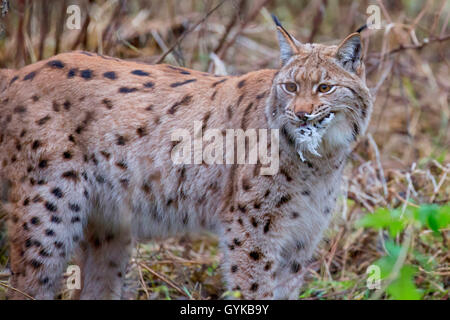 Northern Luchs (Lynx lynx Lynx), nimmt einen gefangen Taube Stockfoto