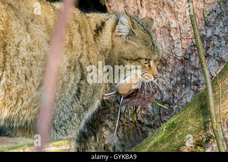 Europäische Wildkatze, Wald Wildkatze (Felis silvestris silvestris), männlich mit Maus gefangen, Deutschland Stockfoto