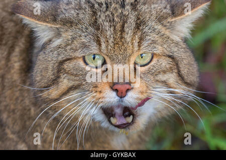 Europäische Wildkatze, Wald Wildkatze (Felis silvestris silvestris), lecken seinen Mund, Deutschland Stockfoto