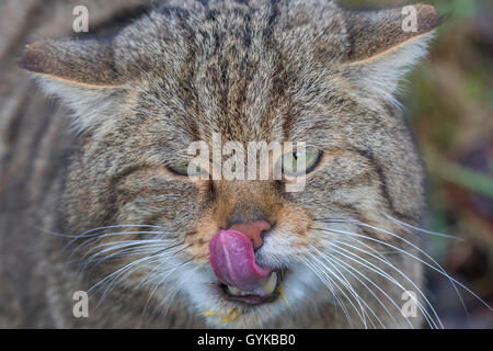 Europäische Wildkatze, Wald Wildkatze (Felis silvestris silvestris), lecken seinen Mund, Deutschland Stockfoto