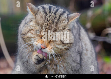 Europäische Wildkatze, Wald Wildkatze (Felis silvestris silvestris), Lecken der Pfote, Deutschland Stockfoto