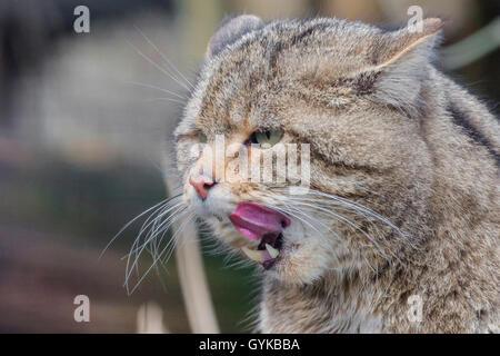 Europäische Wildkatze, Wald Wildkatze (Felis silvestris silvestris), lecken seinen Mund, Deutschland Stockfoto