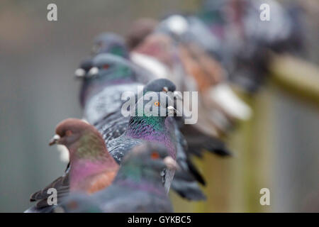 Inländische Taube (Columba livia f. domestica), sitzen auf einem Geländer, Deutschland, Bayern, Niederbayern, Oberbayern Stockfoto