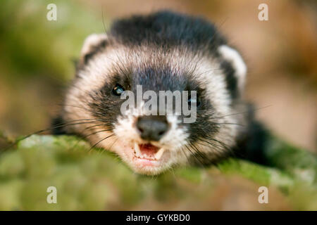 Europäischen Iltis (Mustela putorius), Porträt, Deutschland, Bayern, Oberpfalz Stockfoto