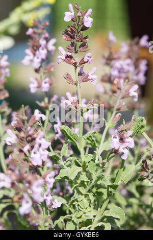 Salvia Fruticosa oder griechische Salbei Pflanze mit Blüten Stockfoto