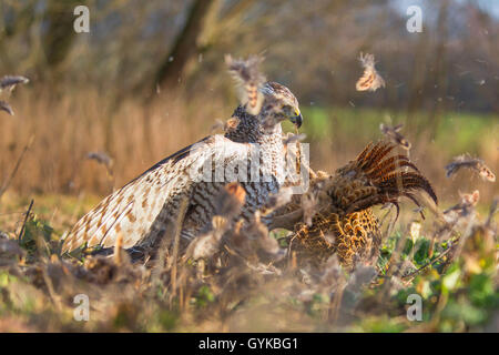 Northern Habicht (Accipiter gentilis), ein Fasan gefangen, Deutschland Stockfoto