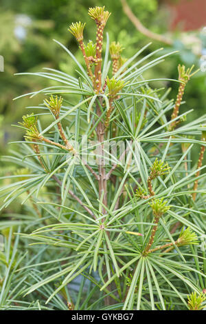 Japanische Dach Kiefer, Sciadopitys Verticillata Knospen und Blätter Stockfoto