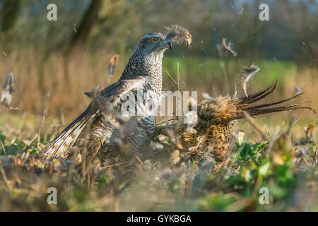 Northern Habicht (Accipiter gentilis), ein Fasan gefangen, Deutschland Stockfoto