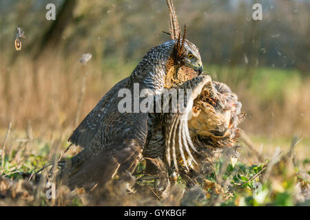 Northern Habicht (Accipiter gentilis), ein Fasan gefangen, Deutschland Stockfoto