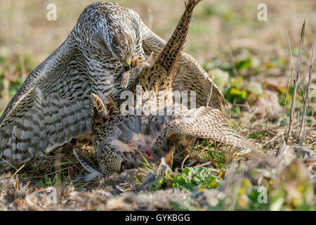 Northern Habicht (Accipiter gentilis), ein Fasan gefangen, Deutschland Stockfoto