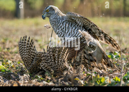 Northern Habicht (Accipiter gentilis), verfing sich ein Fasan und nimmt es, Deutschland Stockfoto