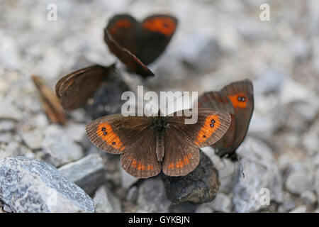 Große Ringelwürmer (Coenonympha euryale), saugen auf einem Kadaver, Deutschland Stockfoto