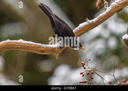 Amsel (Turdus merula), männlich Sitzen auf einem schneebedeckten Zweig und essen Beeren, Seitenansicht, Schweiz, Sankt Gallen Stockfoto