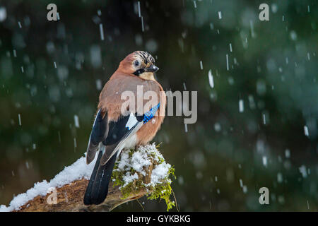 Eichelhäher (Garrulus glandarius), sitzend bei Schneefall auf einem alten Zweig, Schweiz, Sankt Gallen Stockfoto