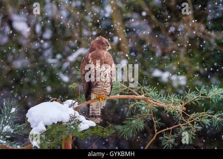 Eurasischen Mäusebussard (Buteo buteo), bei Schneefall auf einem nadelbaum Zweig, der Schweiz sitzen, Sankt Gallen Stockfoto