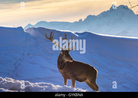 Red Deer (Cervus elaphus), stehend in einer winterlichen Bergwelt, Seitenansicht, Österreich, Vorarlberg, Pfänder Stockfoto
