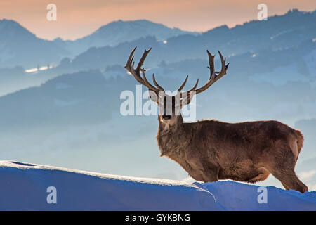 Red Deer (Cervus elaphus), stehend in einer winterlichen Bergwelt, Österreich, Vorarlberg, Pfänder Stockfoto