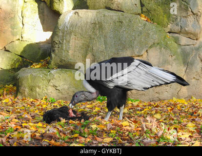 Andenkondor (Vultur gryphus), weibliche Fütterung Stockfoto