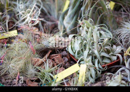 Tillandsien, tropische Luft Pflanzen mit Tags in eine Frühjahrsmesse Stockfoto