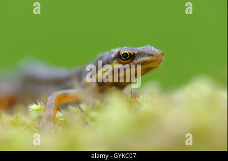 Teichmolch (Triturus vulgaris, Lissotriton vulgaris), männlich, Deutschland, NRW Stockfoto