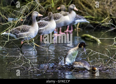 Haubentaucher (Podiceps cristatus), Paarung mit graugänse im Hintergrund, Deutschland Stockfoto