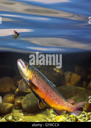 Bachforelle, Bachforelle, Bachforelle (Salmo trutta Fario), aufsteigender zu Tag fliegen auf dem Wasser schwimmend Oberfläche, Deutschland Stockfoto