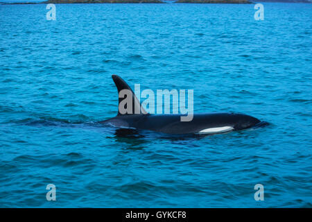 Orca, großer Schwertwal, grampus (Orcinus orca), weibliche Atmung, Norwegen, Fylke Troms, Senja Stockfoto
