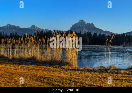 Der Hopfensee und Saeuling der Ammergauer Alpen im letzten Sonnenlicht, Deutschland, Bayern, Oberbayern, Oberbayern, Ostallgäu Stockfoto