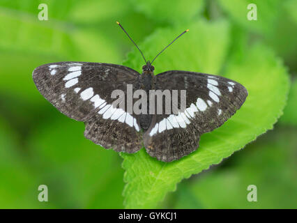 White Admiral (Ladoga Camilla, Neptis rivularis), sitzend auf einem Blatt, Deutschland, Bayern, Oberbayern, Oberbayern Murnauer Moos Stockfoto