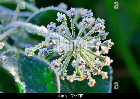 Efeu, gemeinsame Efeu (Hedera helix), eisige infructescence im Winter, Deutschland Stockfoto