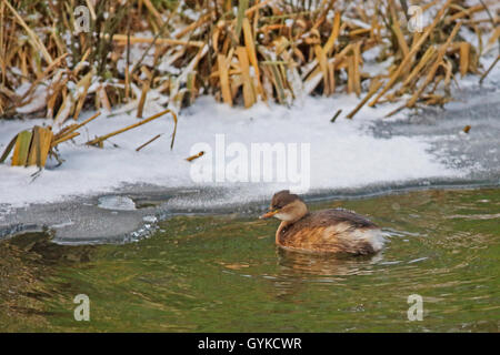 Zwergtaucher (Podiceps ruficollis, Tachybaptus ruficollis), mit Winter Gefieder, Deutschland Stockfoto