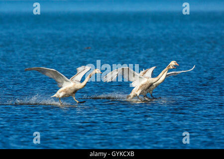 Höckerschwan (Cygnus olor), drei stummen Schwäne Gleiten bei der Landung über das Wasser, Deutschland, Bayern, Chiemsee Stockfoto