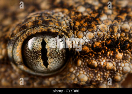 Geckos (Gekkonidae), Auge Eines Geckos | Geckos (Gekkonidae), Auge von einem Gecko | BLWS418798.jpg [(C) Blickwinkel/F. Fuchs Tel. + 49 Stockfoto