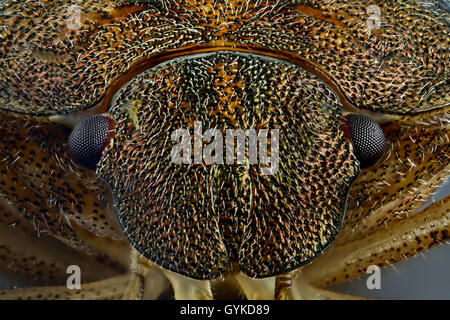 Wanzen (Heteroptera, Hemiptera), Makroaufnahme des Kopfes Einer kann Wanze | Wanzen, True Wanzen (Heteroptera, Hemiptera Stockfoto