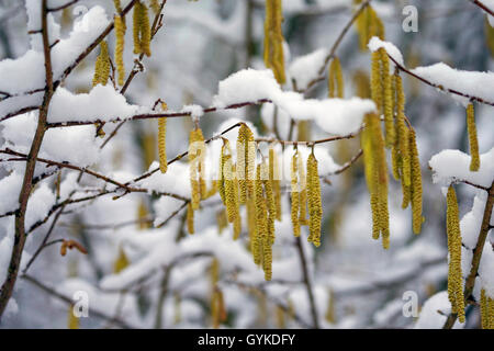 Gemeinsame Hasel (Corylus avellana), blüht im Winter, Deutschland Stockfoto