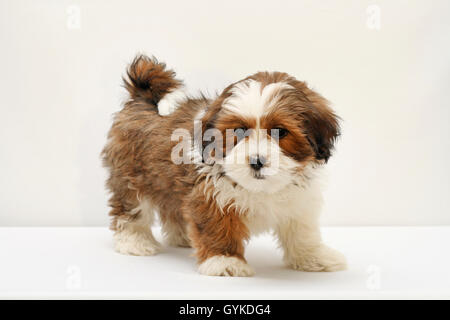 Lhasa Apso (Canis lupus f. familiaris), acht Wochen alten cute puppy in einem Studio, weißer Hintergrund Stockfoto