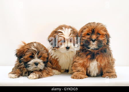 Lhasa Apso (Canis lupus f. familiaris), drei von acht Wochen alte niedliche Welpen in einem Studio, weißer Hintergrund Stockfoto