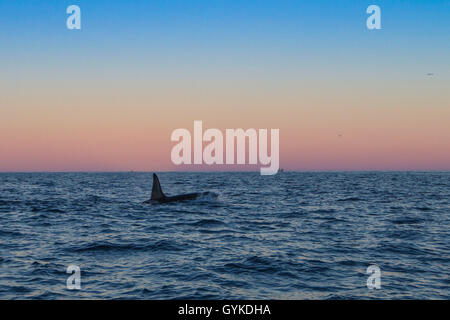 Orca, großer Schwertwal, grampus (Orcinus orca), großer Mann Schwimmen am Morgen Stimmung im offenen Ozean, Seitenansicht, Norwegen, Troms, Senja Stockfoto