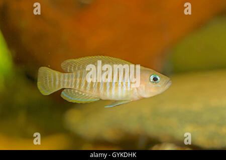 Multistriped Tanganjika Shell Cichlid (Neolamprologus Multifasciatus), Schwimmen Stockfoto