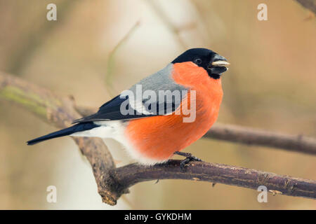 Dompfaff, Gimpel, nördliche Gimpel (Pyrrhula pyrrhula), male auf einem Zweig mit Futter in der Rechnung, Seitenansicht, Deutschland, Bayern Stockfoto