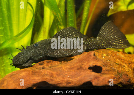 Blau - Kinn ancistrus, Blau - Kinn xenocara, bushymouth Wels, gold Fleck bristlenose, big-fin bristlenose (Ancistrus dolichopterus, Xenocara dolichoptera), die auf Totholz angewiesen Stockfoto