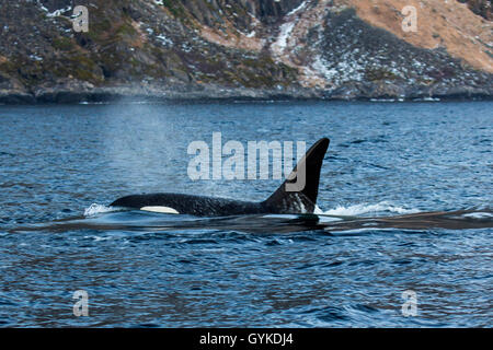 Orca, großer Schwertwal, grampus (Orcinus orca), beim Ausatmen großen männlichen Schwimmen in der Nähe der Ufer, Seitenansicht, Norwegen, Troms, Senja Stockfoto