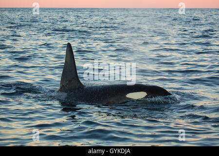 Orca, großer Schwertwal, grampus (Orcinus orca), grosser Mann der Atem im offenen Ozean, Seitenansicht, Norwegen, Troms, Senja Stockfoto